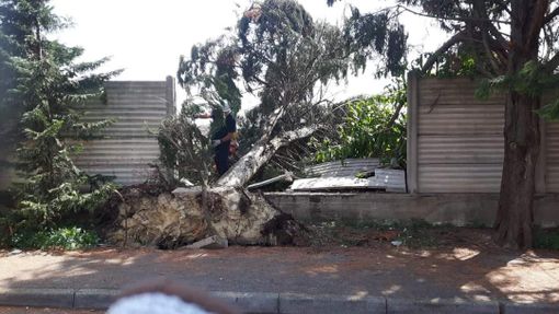 Danni da maltempo: tre pini caduti sono stati rimossi dalla Protezione Civile Città di Asti Danni da maltempo: tre pini caduti sono stati rimossi dalla Protezione Civile Città di Asti