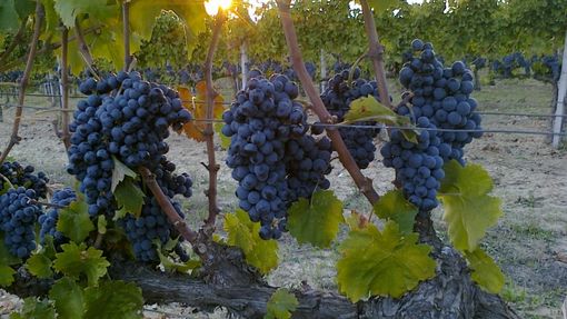 Vendemmia 2021: prezzi all'ingrosso delle uve dalla commissione prezzi della Camera di Commercio