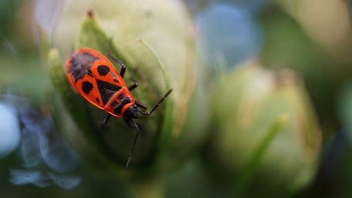 Al CPIA 1 di Asti la mostra &quot;Il grido della terra&quot;, nell'ambito dell'iniziativa &quot;Biodiversità? Sì, grazie&quot;