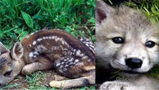 Investiti due cuccioli di animali selvatici sulle strade astigiane. Intervenuti vigili del fuoco e veterinari dell'Asl