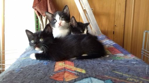 Gattini ospiti del rifugio della Lida Gattini ospiti del rifugio della Lida