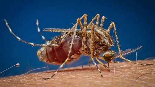 Costo Disinfestazione Zanzare Costo Disinfestazione Zanzare