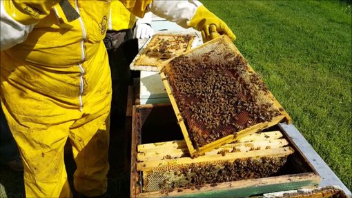 Un apicoltore al lavoro Un apicoltore al lavoro