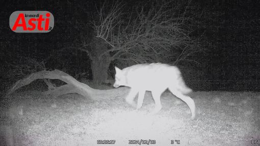 Un fotogramma del video di Vittorio Ricci