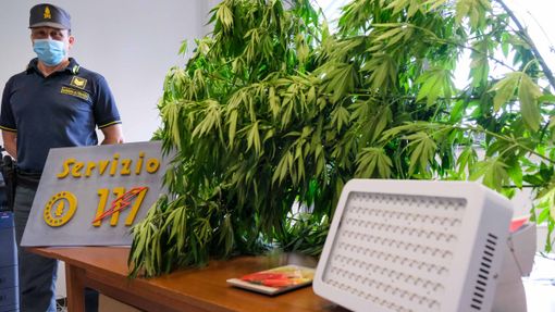 Coltiva marijuana tra Tonco e Montiglio, denunciato 'agricoltore' di Villadeati