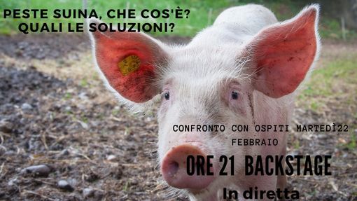 Peste suina e danni da selvatici: che fare? Quali le soluzioni possibili e gli interventi da mettere in atto? Peste suina e danni da selvatici: che fare? Quali le soluzioni possibili e gli interventi da mettere in atto?