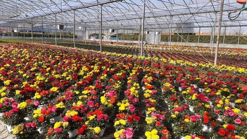 Anche l'Asti Nuoto ricorda Michele Serra, morto a 92 anni Anche l'Asti Nuoto ricorda Michele Serra, morto a 92 anni