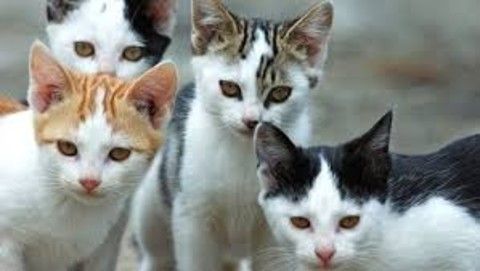 Ad Asti oggi si consegnano alcune cucce alle colonie feline in difficoltà