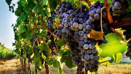 Per l'Anno Internazionale della Frutta e della Verdura, a Canelli un convegno sull'uva