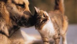 Cane o gatto smarrito o rubato? Ora lo si può segnalare anche online Cane o gatto smarrito o rubato? Ora lo si può segnalare anche online