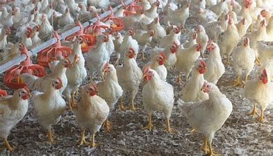In Piemonte torna a far paura l'aviaria. Debellato un focolaio nel Cuneese