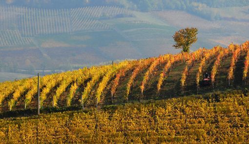 Boom Barbera d’Asti DOCG: +28% in valore in cinque anni Boom Barbera d’Asti DOCG: +28% in valore in cinque anni