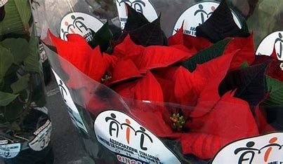 Anche ad Asti tornano a splendere le stelle di Natale per aiutare l'Ail e la ricerca su leucemie, linfomi e mielomi