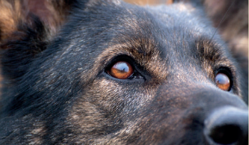 Animali d’affezione, necessaria una maggiore tutela. Cirio: "Piemonte all'avanguardia per la prevenzione al randagismo" Animali d’affezione, necessaria una maggiore tutela. Cirio: "Piemonte all'avanguardia per la prevenzione al randagismo"