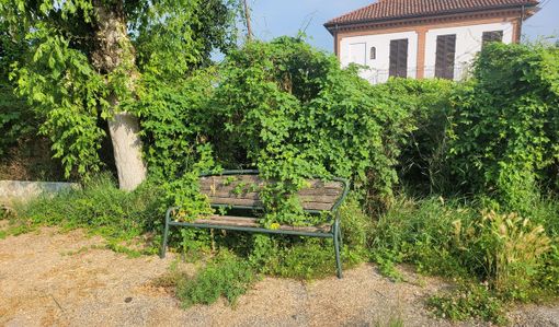 Valmairone come una foresta incolta. Un lettore segnala incuria nella frazione [FOTO]
