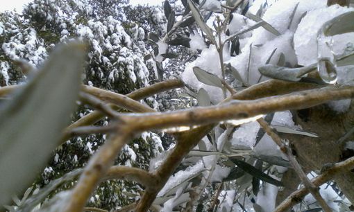 Gelo sulle campagne: nell'Astigiano ingenti danni ai vigneti nella zona di Nizza Monferrato. Non si evidenziano per ora danni a noccioleti Gelo sulle campagne: nell'Astigiano ingenti danni ai vigneti nella zona di Nizza Monferrato. Non si evidenziano per ora danni a noccioleti