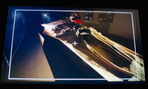 Rai Storia al Museo Paleontologico (questa e tutte le altre foto sono state realizzate da Valerio Rapisarda) Rai Storia al Museo Paleontologico (questa e tutte le altre foto sono state realizzate da Valerio Rapisarda)