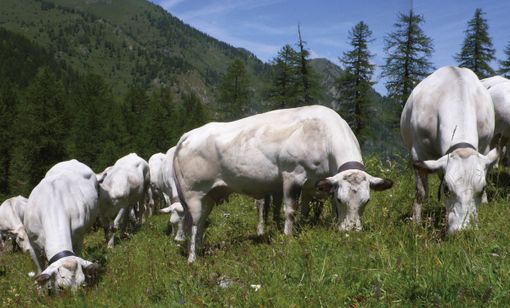 “Nutriamoci non di sintetico ma di Razza Piemontese”: Cia Asti a difesa della carne di qualità