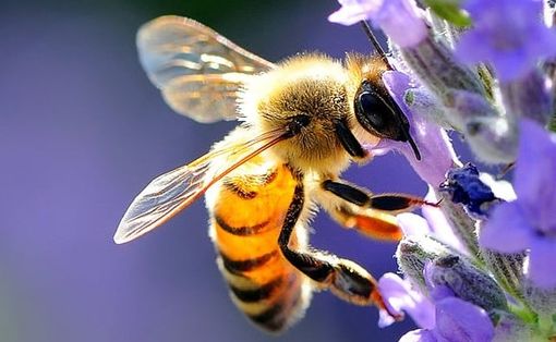 Anche a Castell'Alfero si celebra la Giornata mondiale delle api