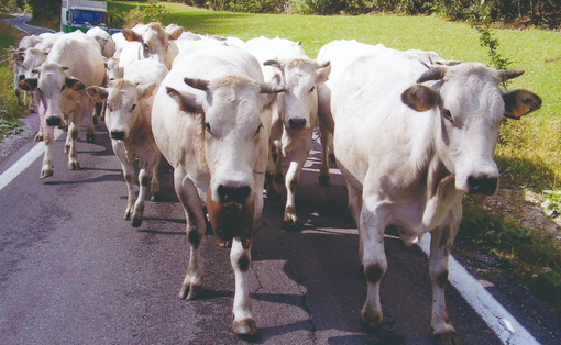 La Cia Asti organizza una tavola rotonda sulla razza Bovina Piemontese