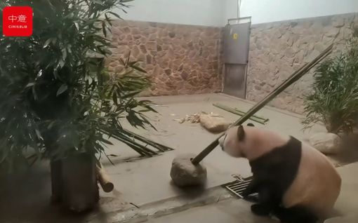 Un fotogramma del video della visita della delegazione astigiana ai panda giganti Un fotogramma del video della visita della delegazione astigiana ai panda giganti