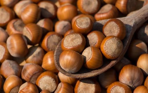 La Cia astigiana organizza un incontro tecnico ed economico sullo sviluppo dei noccioleti La Cia astigiana organizza un incontro tecnico ed economico sullo sviluppo dei noccioleti