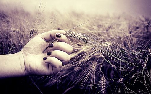 Caos buoni celiachia, l'iter burocratico blocca la spendibilità nazionale Caos buoni celiachia, l'iter burocratico blocca la spendibilità nazionale