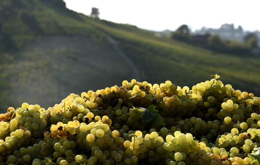 Consorzio dell'Asti Spumante e del Moscato d'Asti Docg: &quot;Una vendemmia sorprendente nonostante la siccità&quot;