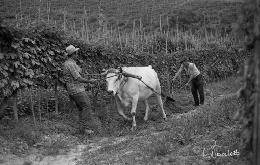 Aratura a Barolo, 1978 Aratura a Barolo, 1978