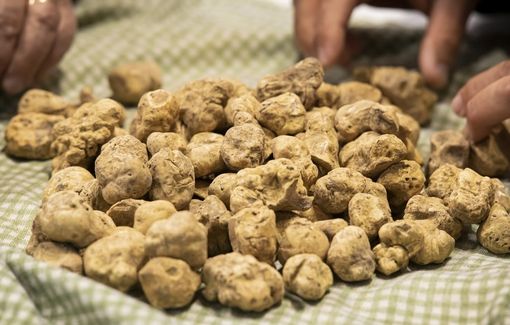 Tartufo bianco (foto d'archivio) Tartufo bianco (foto d'archivio)