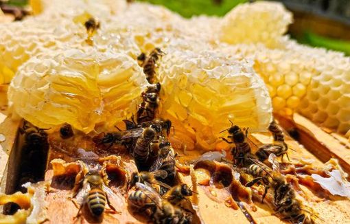 Lunedì 20 maggio è la Giornata delle api. La sensibilizzazione di Coldiretti Asti Lunedì 20 maggio è la Giornata delle api. La sensibilizzazione di Coldiretti Asti