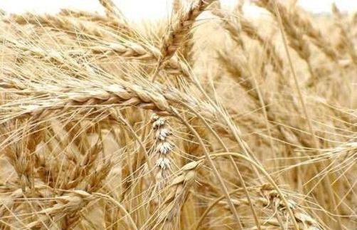 "GranoPiemonte", al via il secondo anno di semine