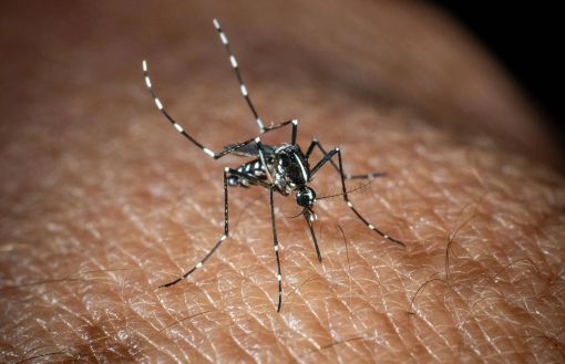 West Nile, Bassetti: "Non è finita, avremo casi fino a ottobre" West Nile, Bassetti: "Non è finita, avremo casi fino a ottobre"