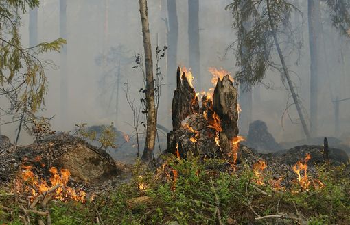 incendio in un bosco
