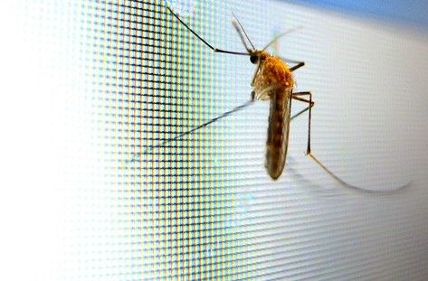 Preventivo montaggio zanzariere