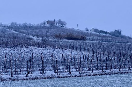 Una vigna imbiancata a San Martino Alfieri (immagine tratta dal canale telegram di Dati Meteo Asti)