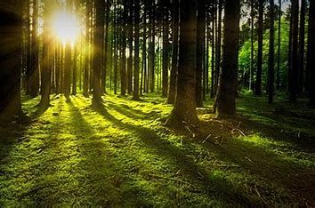 Un progetto pilota per il patrimonio boschivo degli enti ecclesiastici Un progetto pilota per il patrimonio boschivo degli enti ecclesiastici