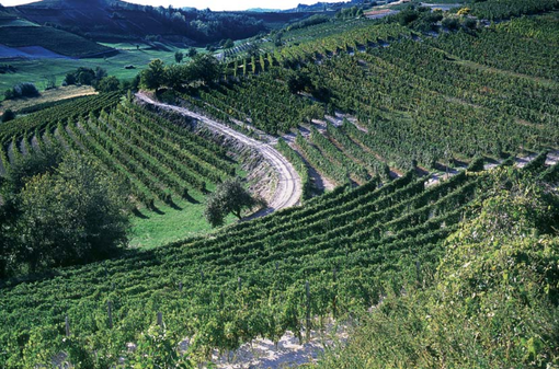 Domenica il CAI astigiano organizza una passeggiata lungo il tracciato della Superga-Vezzolano-Crea Domenica il CAI astigiano organizza una passeggiata lungo il tracciato della Superga-Vezzolano-Crea