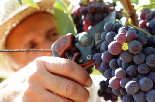 Vendemmia: l'annata 2020 potrebbe rivelarsi nella norma. Furia: "Prodotto buono, con gradazioni anche notevoli"