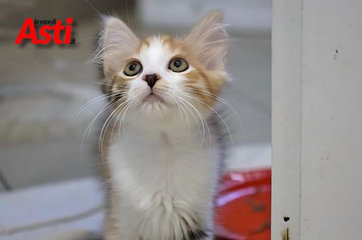 Un gatto ospite del canile municipale di Asti (Merphefoto) Un gatto ospite del canile municipale di Asti (Merphefoto)