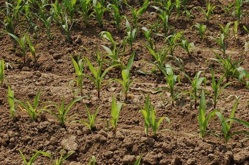 Piemonte: 756 milioni di euro per lo sviluppo rurale e la sostenibilità ambientale