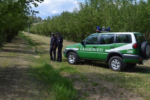 Antiparassitari in agricoltura: i controlli dei Carabinieri Forestale per proteggere le api Antiparassitari in agricoltura: i controlli dei Carabinieri Forestale per proteggere le api