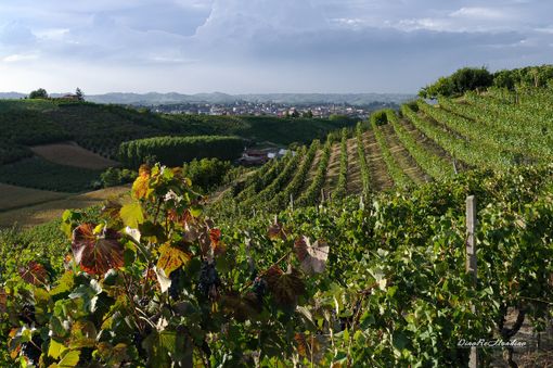 Incentivare turismo ed eccellenze locali con il Distretto del Commercio delle Terre di vini e tartufi