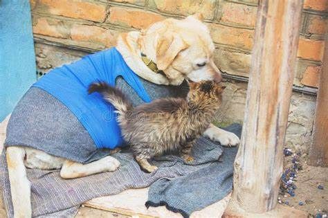 Aumenta la convenzione con il Banco alimentare e il maggior finanziamento aiuterà anche gli animali