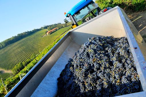 Nuovo protocollo tra associazioni agricole, Spresal e ispettorato del lavoro con Ente Turismo per la vendemmia turistica