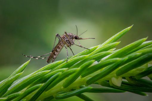 Tieni lontane le zanzare dal tuo giardino con Brillantia Tieni lontane le zanzare dal tuo giardino con Brillantia
