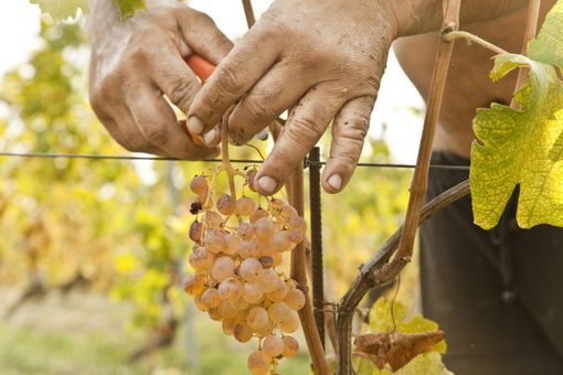 Agricoltura: aperto il bando per la sistemazione abitativa temporanea dei lavoratori agricoli stagionali