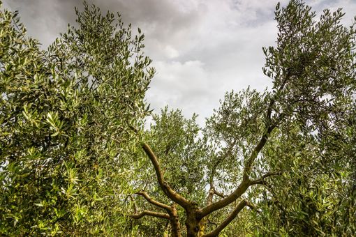 Primo posto per questo scatto di Lorenzo Passani Primo posto per questo scatto di Lorenzo Passani
