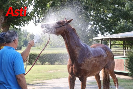 Le immagini della prima mattina di visite veterinarie (Merphefoto)