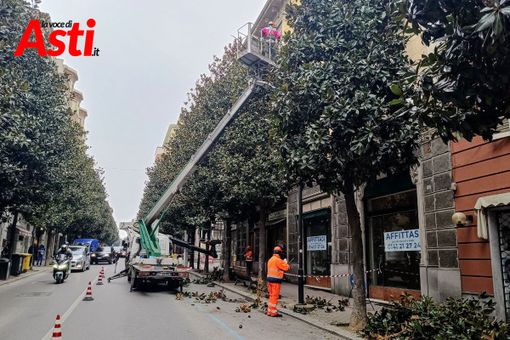 I lavori di potatura in corso Dante (Merphefoto) I lavori di potatura in corso Dante (Merphefoto)